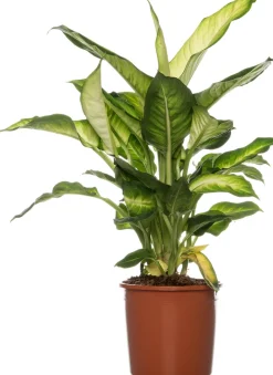 Intratuin Dieffenbachie (Dieffenbachia 'Summer Style') D 17 H 60 cm| Grünpflanzen|Dieffenbachia
