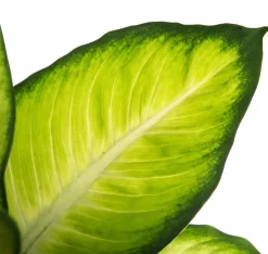 Intratuin Dieffenbachie (Dieffenbachia 'Summer Style') D 17 H 60 cm| Grünpflanzen|Dieffenbachia