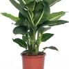 Intratuin Dieffenbachie (Dieffenbachia 'Green Magic') D 17 H 65 cm| Grünpflanzen|Dieffenbachia