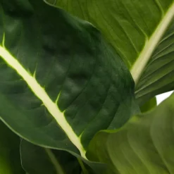 Intratuin Dieffenbachie (Dieffenbachia 'Green Magic') D 17 H 65 cm| Grünpflanzen|Dieffenbachia