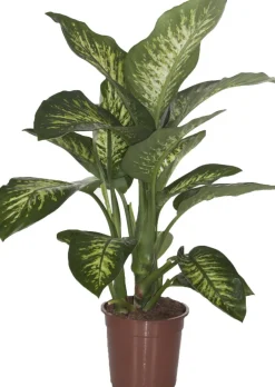 Intratuin Dieffenbachie (Dieffenbachia seguine 'Tropic Snow') D 24 H 90 cm| Große Pflanzen|Grünpflanzen
