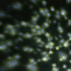 Intratuin Discolicht Mini LED Projektor batteriebetrieben weiß| Projektoren