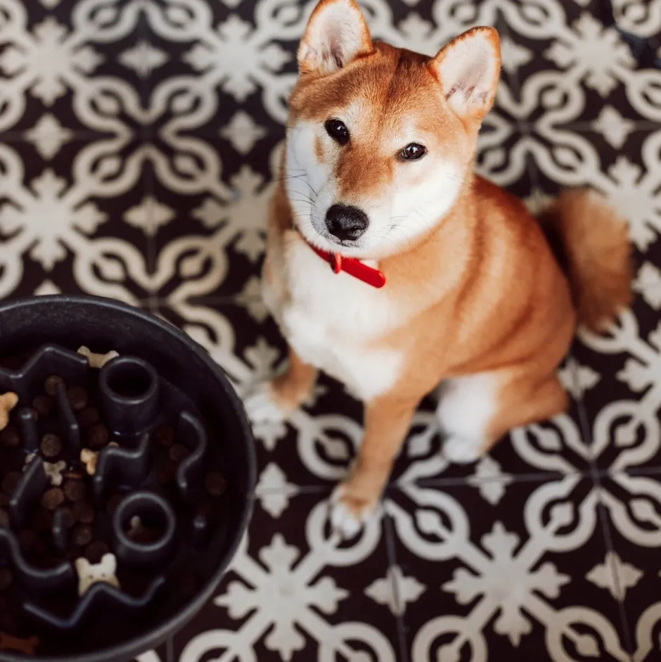 Intratuin District 70 Hundenapf Bamboo Anti-Schling M grau D 21 H 5,3 cm| Futternäpfe & Trinknäpfe|Futternäpfe & Trinknäpfe