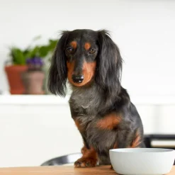 Intratuin District 70 Hundenapf Bamboo S beige D 14 H 5,2 cm 570 ml| Futternäpfe & Trinknäpfe|Futternäpfe & Trinknäpfe