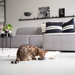 Intratuin District 70 Katzennapf Bamboo anthrazit D 12 H 2,8 cm| Futternäpfe & Trinknäpfe|Futternäpfe & Trinknäpfe