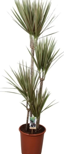 Intratuin Drachenbaum (Dracaena marginata) D 27 H 170 cm| Luftreinigende Pflanzen|Große Pflanzen