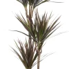 Intratuin Drachenbaum (Dracaena marginata 'Magenta') D 21 cm H 120 cm| Für Schatten|Luftreinigende Pflanzen