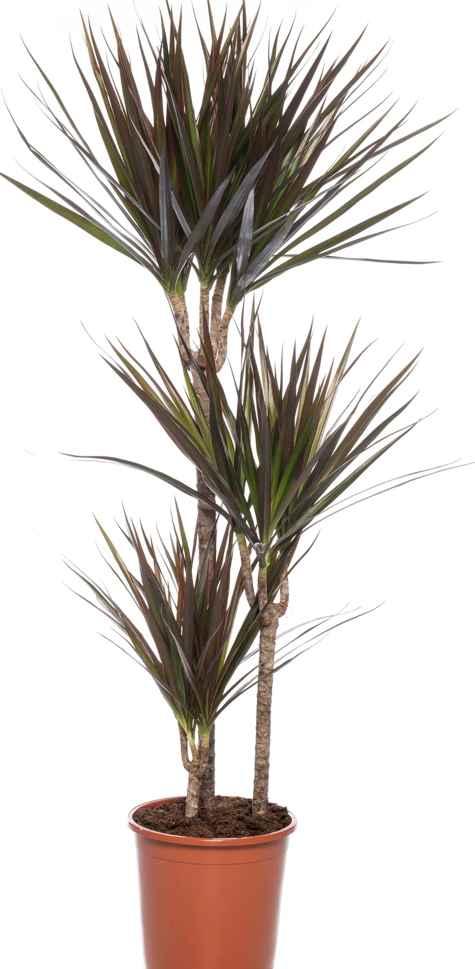 Intratuin Drachenbaum (Dracaena marginata 'Magenta') D 21 cm H 120 cm| Für Schatten|Luftreinigende Pflanzen