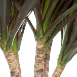 Intratuin Drachenbaum (Dracaena marginata 'Magenta') D 21 cm H 120 cm| Für Schatten|Luftreinigende Pflanzen