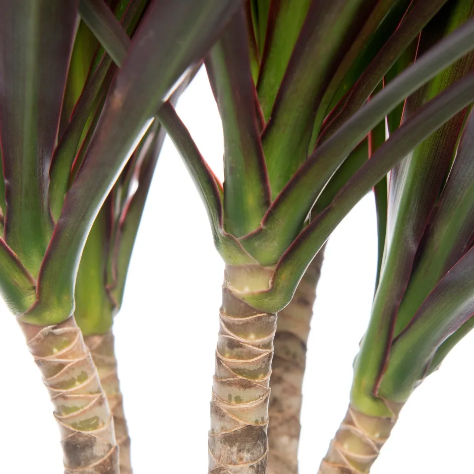 Intratuin Drachenbaum (Dracaena marginata 'Magenta') D 21 cm H 120 cm| Für Schatten|Luftreinigende Pflanzen