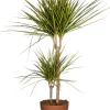 Intratuin Drachenbaum (Dracaena marginata 'Sunray') D 21 cm H 90 cm| Luftreinigende Pflanzen|Große Pflanzen