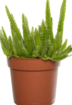 Intratuin Drachenfrucht (Hylocereus undatus) D 10,5 H 20 cm| Kleine Zimmerpflanzen|Für Sonne