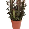 Intratuin Dreikantige Wolfsmilch (Euphorbia trigona 'Rubra') D 12 H 20 cm| Kleine Zimmerpflanzen|Für Sonne