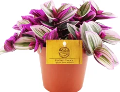 Intratuin Dreimasterblume (Tradescantia albiflora 'Nanouk') D 12 H 20 cm| Kleine Zimmerpflanzen|Grünpflanzen