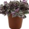 Intratuin Dreimasterblume (Tradescantia 'Sweetness') D 10,5 H 20 cm| Kleine Zimmerpflanzen|Grünpflanzen