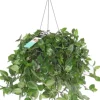 Intratuin Dreimasterblume (Tradescantia 'Green Hill') D 17 H 35 cm| Grünpflanzen|Tradescantia