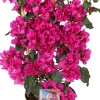 Intratuin Drillingsblume (Bougainvillea glabra 'Sanderiana') D 21 H 70 cm| Kletterpflanzen|Blühende Pflanzen