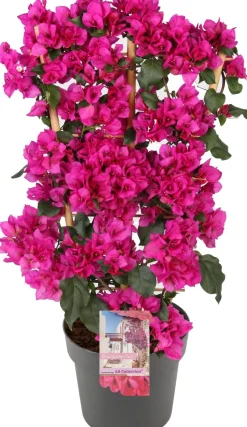 Intratuin Drillingsblume (Bougainvillea 'Sanderiana Renate') D 21 H 70 cm| Blühende Pflanzen