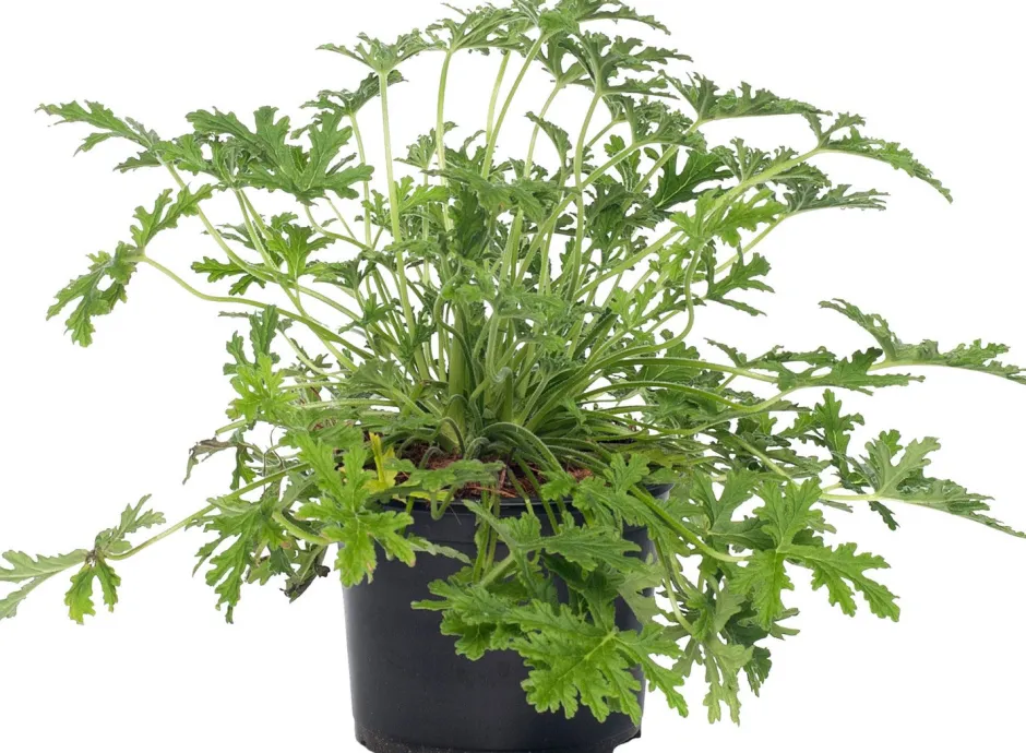 Intratuin Duftgeranie (Pelargonium graveolens 'Mosquito fighter') D 12 H 20 cm| Mehrjährige Pflanzen