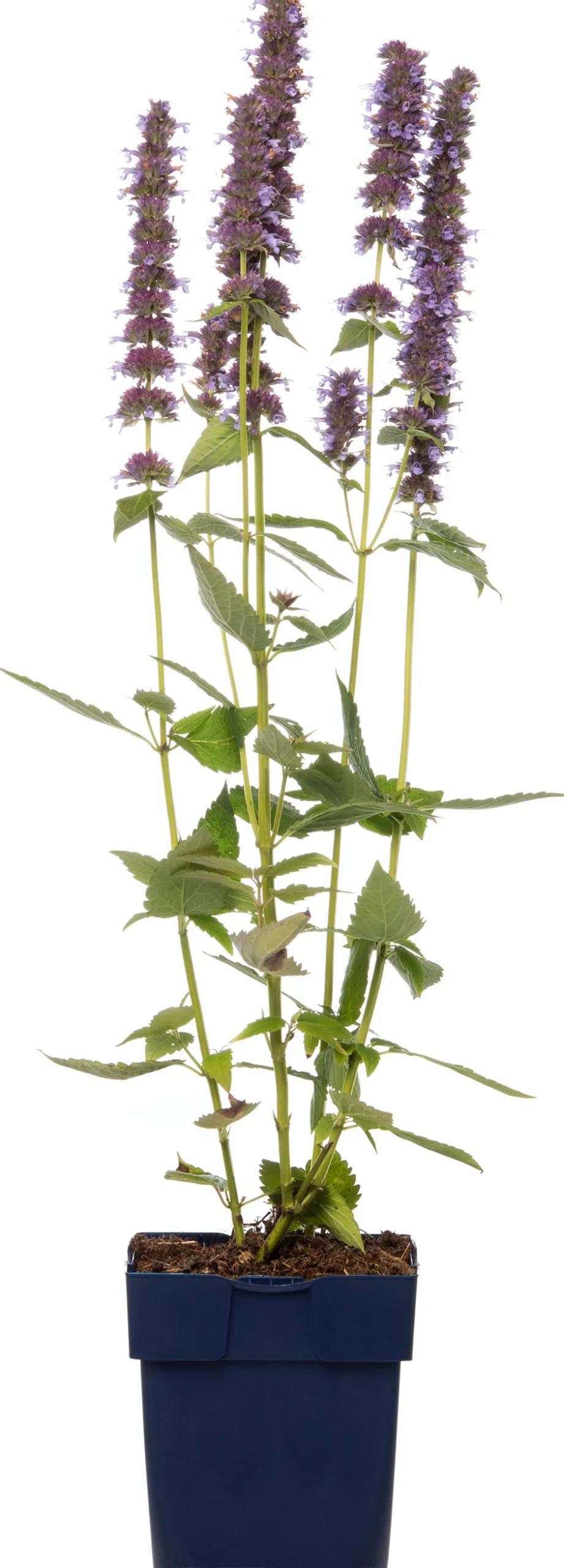 Intratuin Duftnessel (Agastache 'Blue Fortune') D 11 H 10 cm| Blühende Pflanzen|Mehrjährige Pflanzen