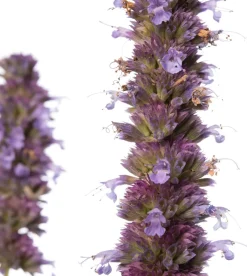Intratuin Duftnessel (Agastache 'Blue Fortune') D 11 H 10 cm| Blühende Pflanzen|Mehrjährige Pflanzen