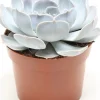 Intratuin Echeverie (Echeveria 'Lilacina') D 12 H 15 cm| Für Sonne|Kakteen & Sukkulenten