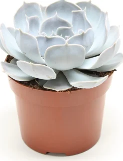 Intratuin Echeverie (Echeveria 'Lilacina') D 12 H 15 cm| Für Sonne|Kakteen & Sukkulenten