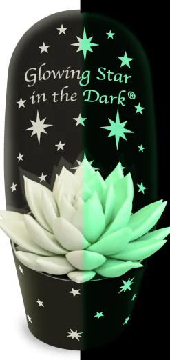 Intratuin Echeverie (Echeveria 'Star in the Dark') D 11 H 13 cm| Kleine Zimmerpflanzen|Für Sonne