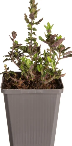 Intratuin Edel-Gamander (Teucrium chamaedrys) D 9 H 5 cm| Mehrjährige Pflanzen