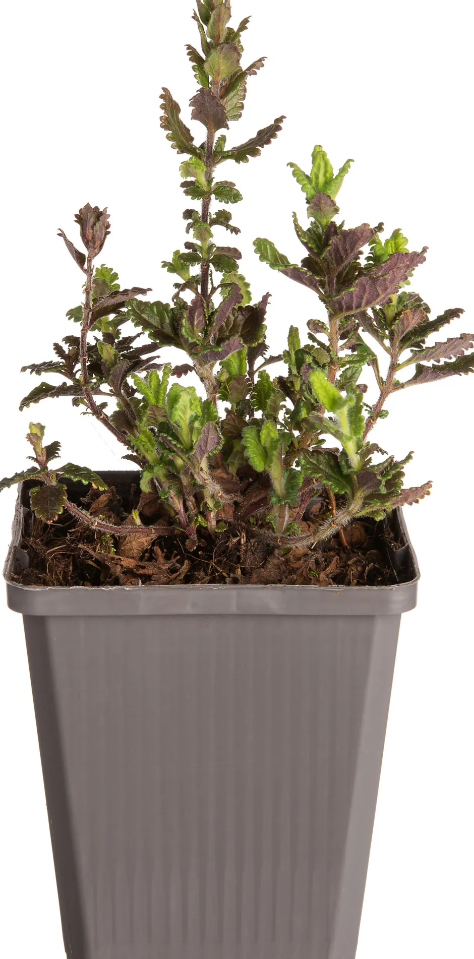 Intratuin Edel-Gamander (Teucrium chamaedrys) D 9 H 5 cm| Mehrjährige Pflanzen