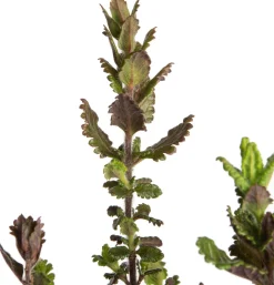 Intratuin Edel-Gamander (Teucrium chamaedrys) D 9 H 5 cm| Mehrjährige Pflanzen