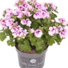 Intratuin Edelgeranie (Pelargonium grandiflorum 'Angel') D 12 H 15 cm| Blühende Pflanzen|Einjährige Pflanzen
