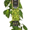 Intratuin Efeu (Hedera colchica 'Sulphur Heart') D 23 H 210 cm| Kletterpflanzen|Immergrüne Pflanzen