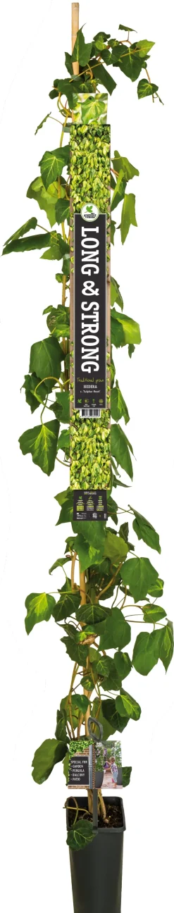 Intratuin Efeu (Hedera colchica 'Sulphur Heart') D 23 H 210 cm| Kletterpflanzen|Immergrüne Pflanzen