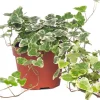 Intratuin Efeu (Hedera helix 'White Wonder') D 13 H 40 cm| Für Schatten|Luftreinigende Pflanzen