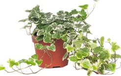 Intratuin Efeu (Hedera helix 'White Wonder') D 13 H 40 cm| Für Schatten|Luftreinigende Pflanzen
