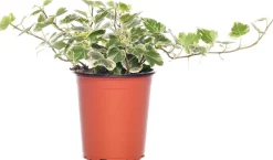 Intratuin Efeu (Hedera helix 'White Wonder') D 9 H 10 cm| Kleine Zimmerpflanzen|Für Schatten