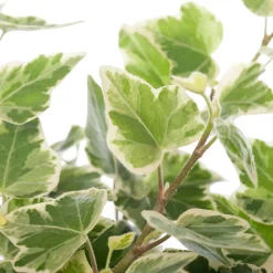 Intratuin Efeu (Hedera helix 'White Wonder') D 9 H 10 cm| Kleine Zimmerpflanzen|Für Schatten