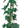 Intratuin Efeu (Hedera hibernica) D 23 H 210 cm| Kletterpflanzen|Immergrüne Pflanzen