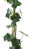 Intratuin Efeu (Hedera hibernica) D 11 H 90 cm| Kletterpflanzen|Immergrüne Pflanzen