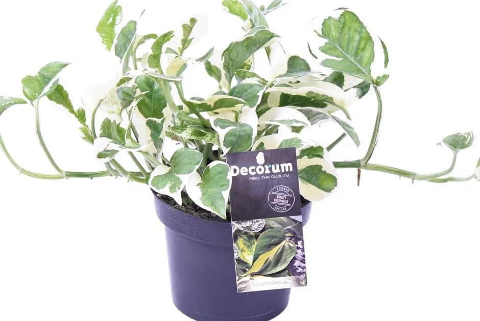 Intratuin Efeutute (Epipremnum aureum 'N'Joy') D 12 H 15 cm| Kleine Zimmerpflanzen|Grünpflanzen