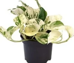 Intratuin Efeutute (Epipremnum pinnatum 'Happy Leaf') D 12 H 15 cm| Kleine Zimmerpflanzen|Grünpflanzen