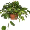 Intratuin Efeutute im Hängetopf (Epipremnum 'Aureum') D 19 H 40 cm| Grünpflanzen|Efeutute