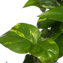 Intratuin Efeutute im Hängetopf (Epipremnum 'Aureum') D 19 H 40 cm| Grünpflanzen|Efeutute