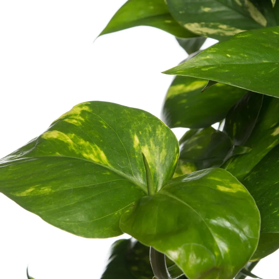 Intratuin Efeutute im Hängetopf (Epipremnum 'Aureum') D 19 H 40 cm| Grünpflanzen|Efeutute
