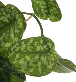 Intratuin Efeutute mit Moosstab (Epipremnum pictus 'Trebie') D 27 H 150 cm| Große Pflanzen|Grünpflanzen