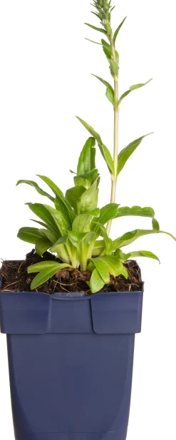 Intratuin Ehrenpreis (Veronica gentianoides) D 11 H 20 cm| Mehrjährige Pflanzen|Ehrenpreis