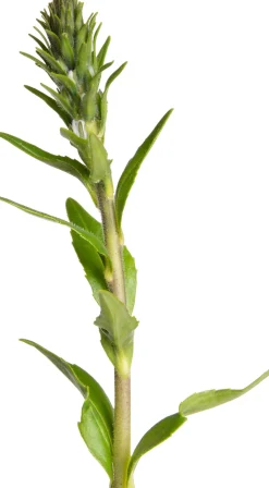 Intratuin Ehrenpreis (Veronica gentianoides) D 11 H 20 cm| Mehrjährige Pflanzen|Ehrenpreis