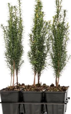 Intratuin Eibe (Taxus baccata)| Heckenpflanzen|Immergrüne Pflanzen