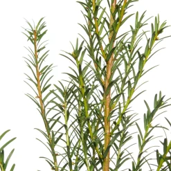 Intratuin Eibe (Taxus baccata)| Heckenpflanzen|Immergrüne Pflanzen